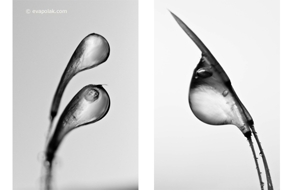 Abstrac image of water and dandelion